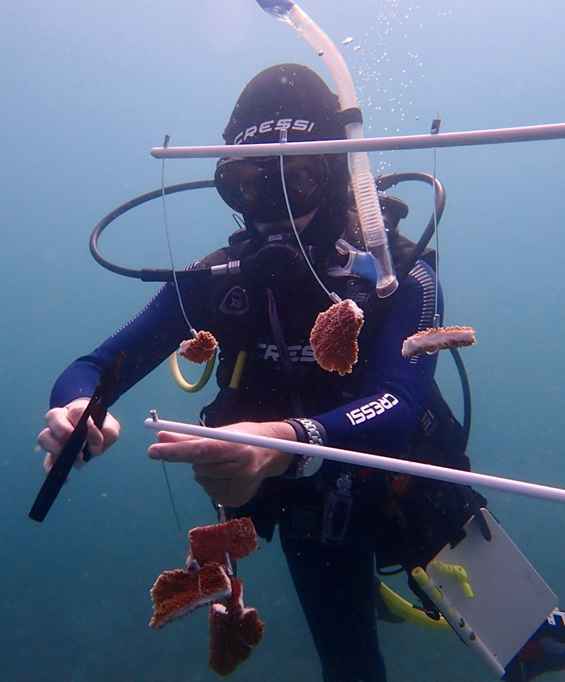 Installing the coral nursery