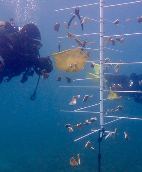 Close up of the coral nursery